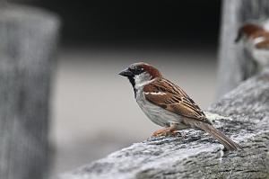 Sparrow, House, 2025-05087896 Ipswitch River Wildlife Sanctuary, MA
